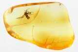 Detailed Fossil Dagger Fly (Empididae) In Baltic Amber #381570-1